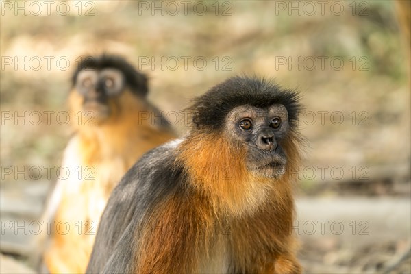 Temminck's red colobus