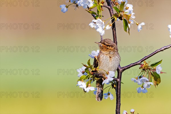 Eurasian wryneck