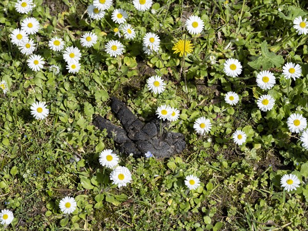 Dog excrement in a meadow with daisies