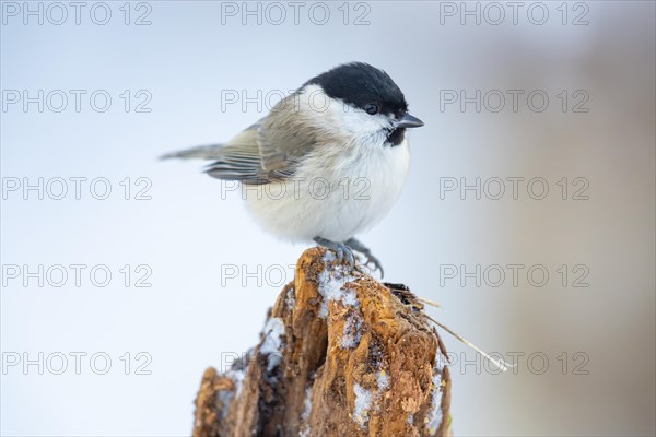 Marsh Tit