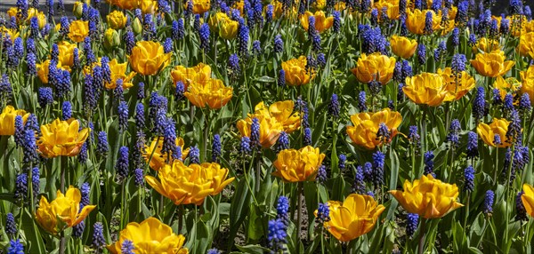 Yellow tulips and blue grape hyacinth in a bed in the park