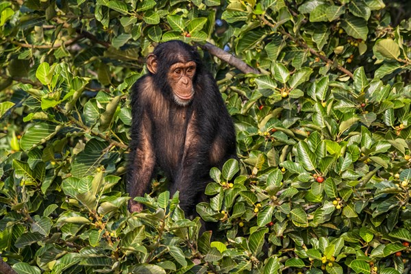 Chimpanzee