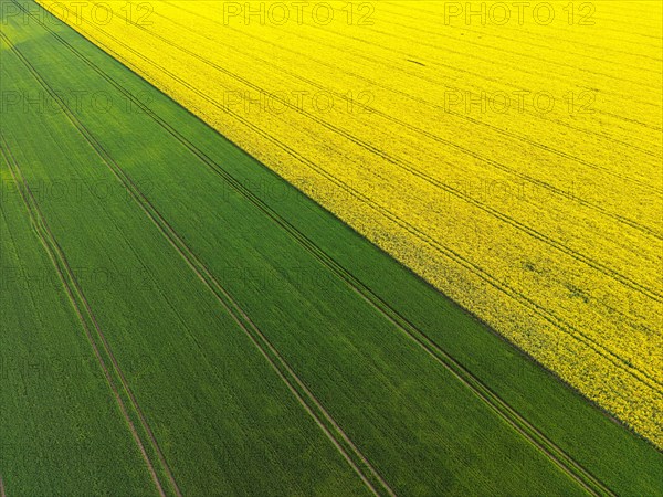Aerial photograph of a rape field in the afternoon
