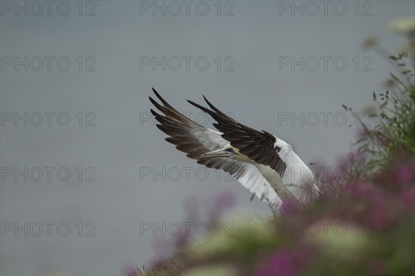 Northern gannet