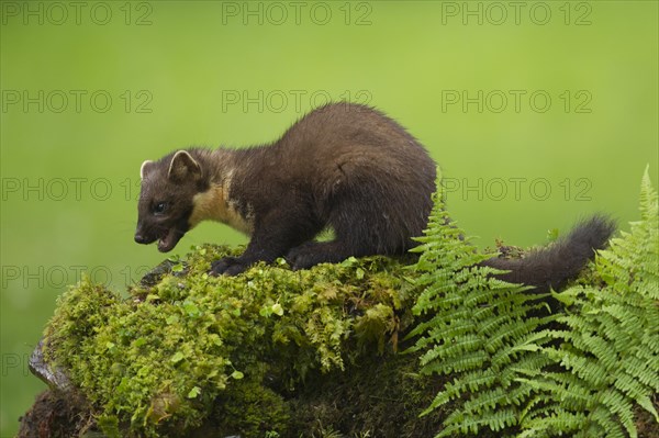 Pine marten