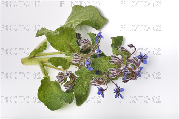 Borage on a white background