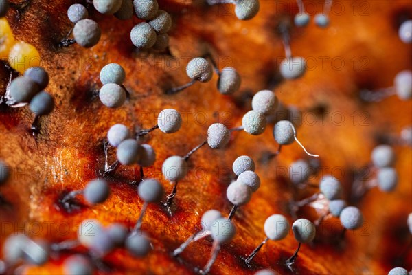 Thread fruiting slime mould several fruiting bodies next to each other with blue spherical caps on tree trunk