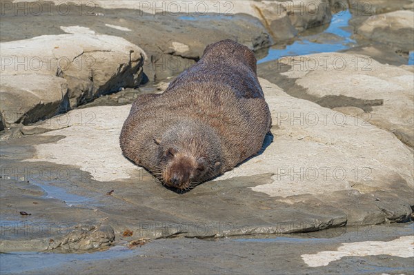 New Zealand fur seal