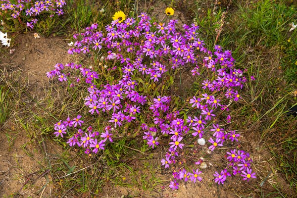 Veld Cineraria