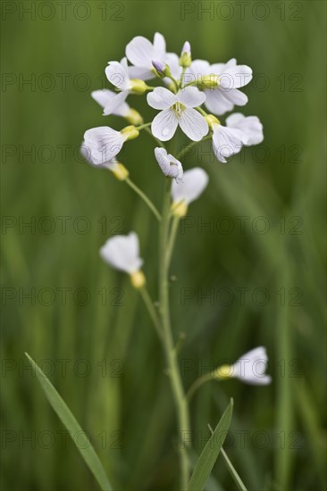 Cuckoo flower