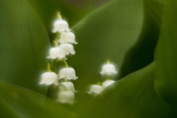 Lily of the valley