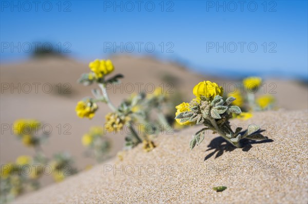 Plants on the beach