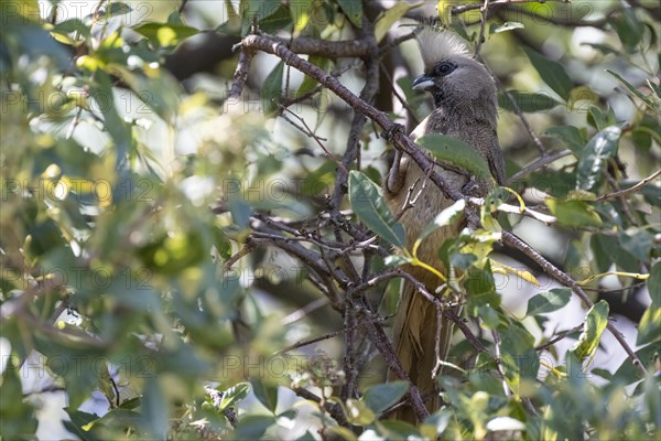 White-headed Mousebird