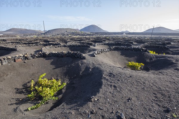 Vineyards in front of the Juan Bello Volcano