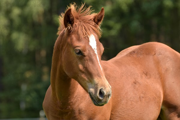 Foal of the Western horse breed American Quarter Horse in the pasture