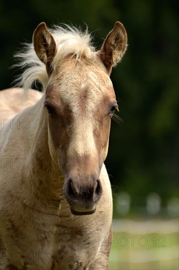 Foal of the Western horse breed American Quarter Horse in the pasture