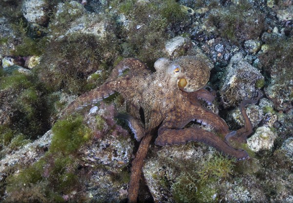 Common octopus