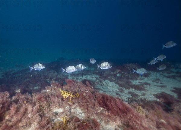 Cadenats goatfish