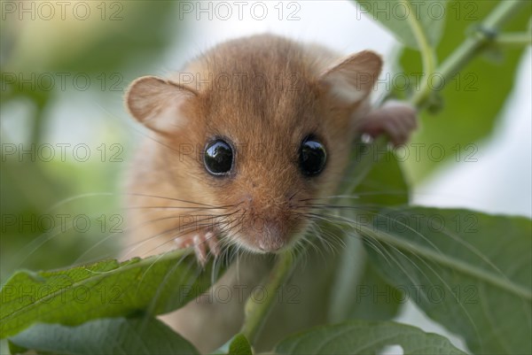 Female Common hazel dormouse