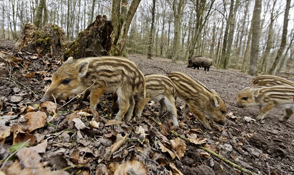 Wild boar