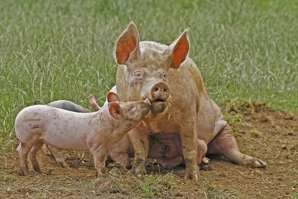 Domestic pig