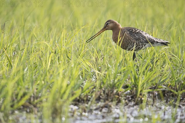 Black-tailed Godwit