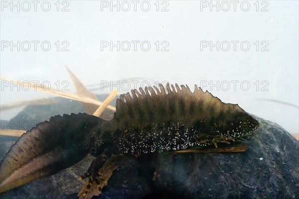 Northern crested newt