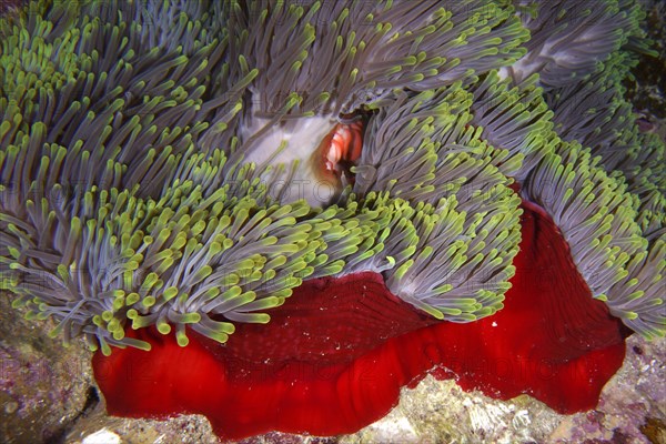 Magnificent sea anemone