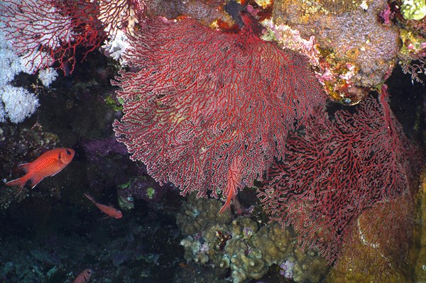 Red knot coral