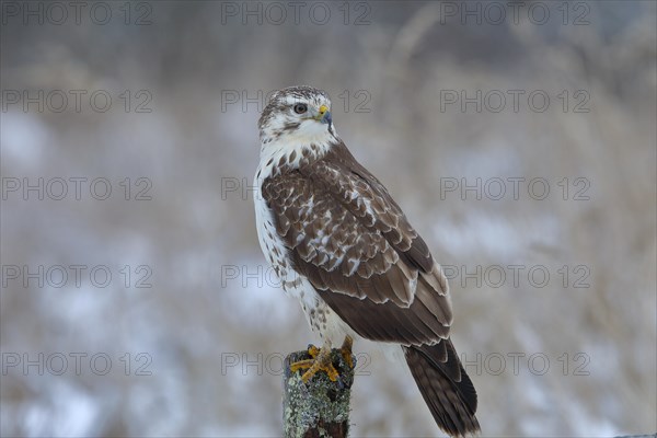 Common steppe buzzard