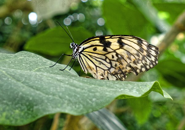 Paper kite