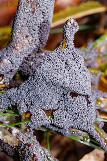 Grey grass slime mould Fruiting bodies grey-blue pin-sized heads on stems in vegetation