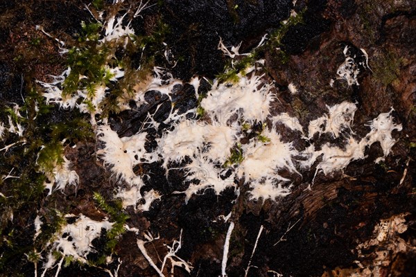 Slime mould Plasmodium multinucleate gelatinous white-yellowish mass on tree trunk