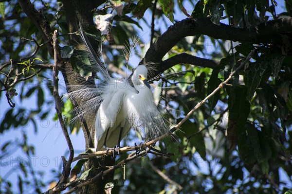 Great egret perches on a tree branch on the banks of the Brahmaputra River