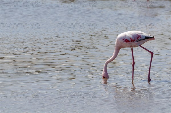 Lesser Flamingos