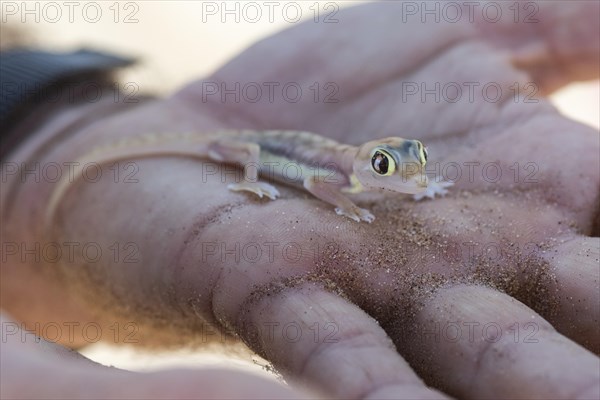 Namib sand gecko