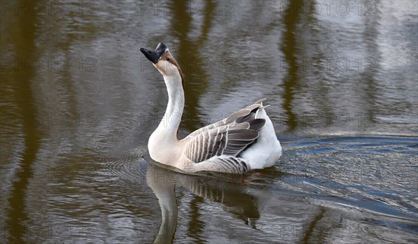 Mute geese