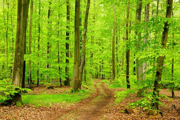 Hiking trail through natural beech forest in spring