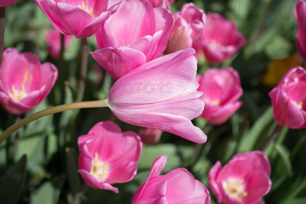 Colorful tulip flowers bloom in the spring garden