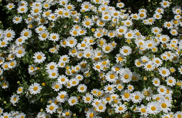 Beautiful daisy flowers as a background