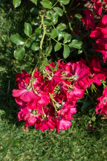 Blooming beautiful bunch of roses in spring garden