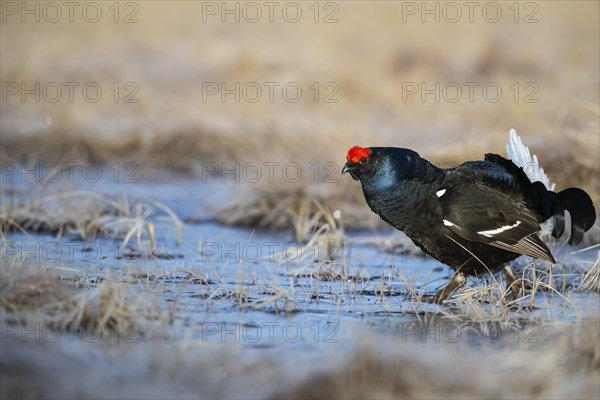 Black grouse