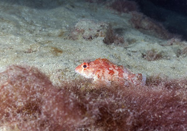 Madeira rockfish