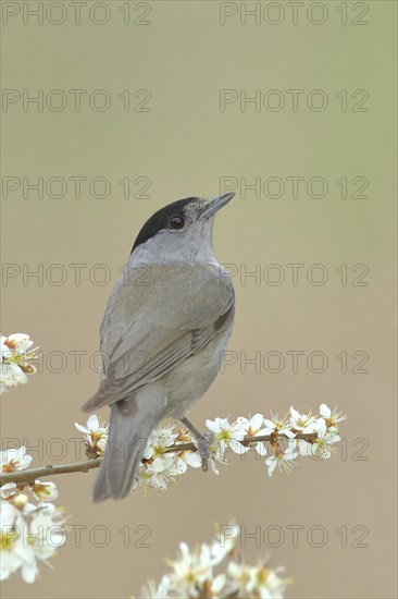 Blackcap