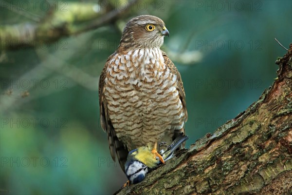 Eurasian sparrowhawk