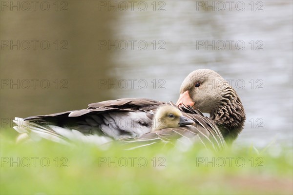 Greylag goose