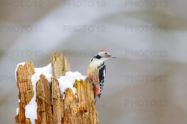 Middle Spotted Woodpecker