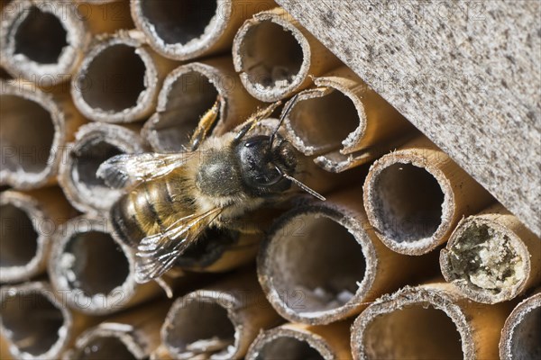 Rusty red mason bee