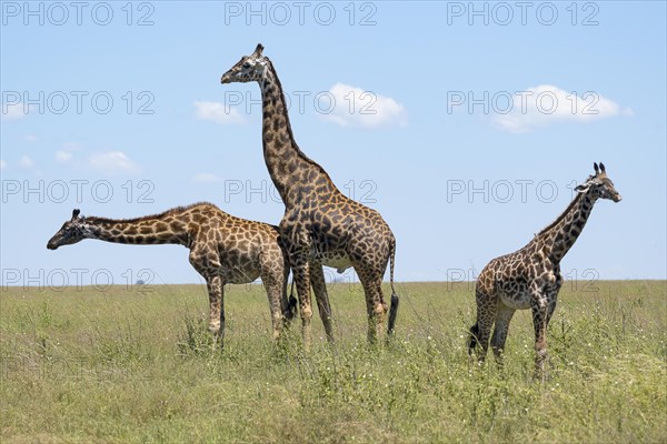 Masai giraffe