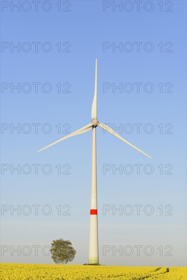Wind turbine at a flowering rape